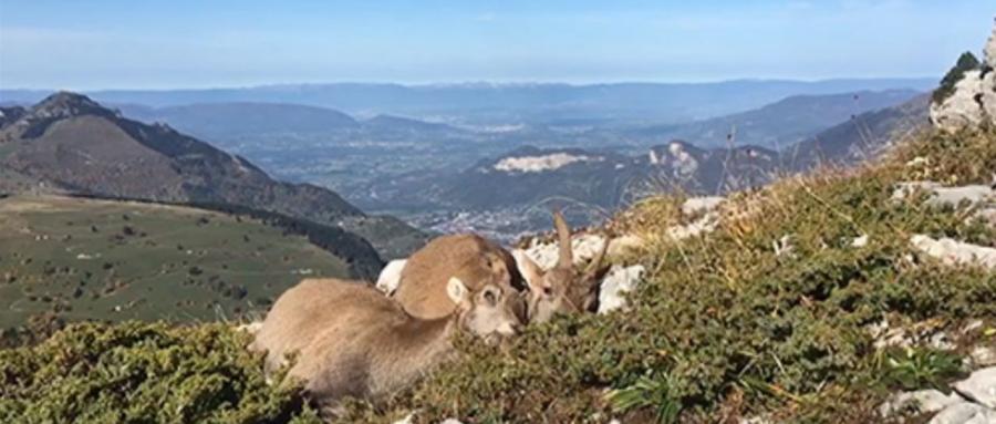 HAUTE-SAVOIE | 61 bouquetins tués, annonce le préfet