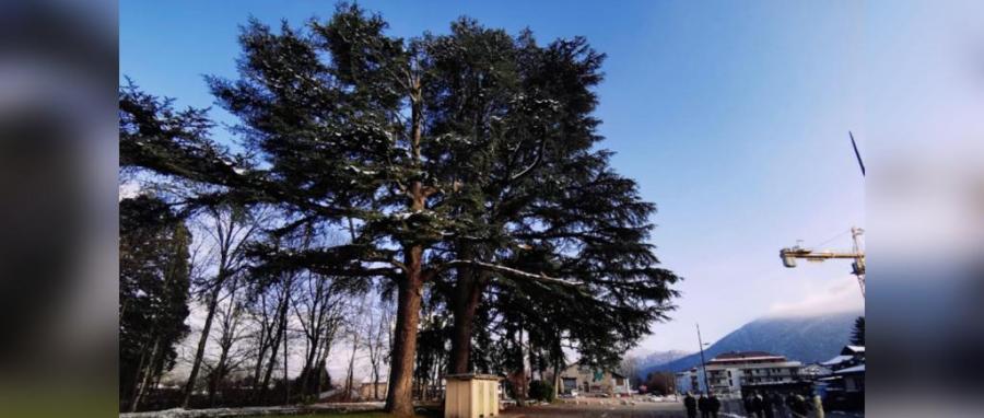 Saint-Jorioz : pour empêcher l’abattage de trois arbres, des habitants lancent une pétition