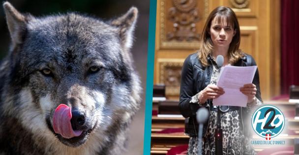 HAUTE-SAVOIE | Loup : La sénatrice Sylviane Noël interpelle à son tour le ministre Denormandie