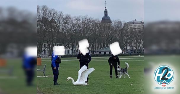 ANNECY | Cygnes : Le fléau des attaques de chiens continue