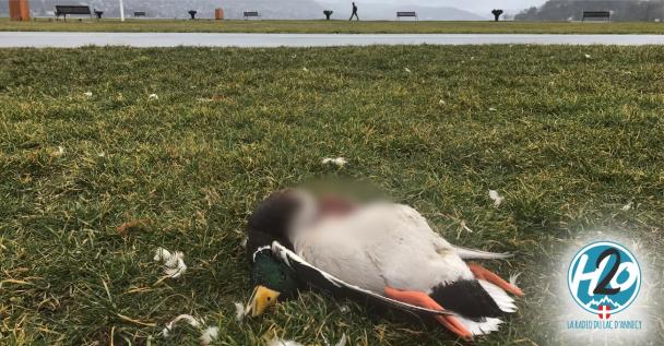 ANNECY | Cygnes et canards une nouvelle fois attaqués sur le Pâquier 