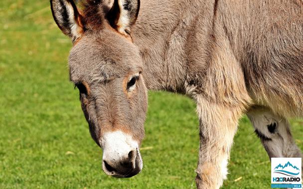 BAUGES | Le chasseur qui a tué 4 ânes affirme les avoir confondus avec des biches.