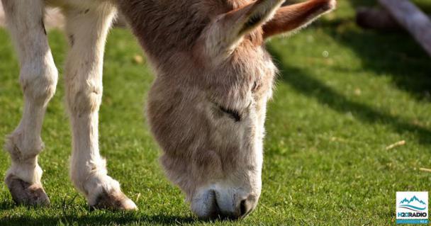 Arith: Un chasseur tue 4 ânes dimanche après-midi.