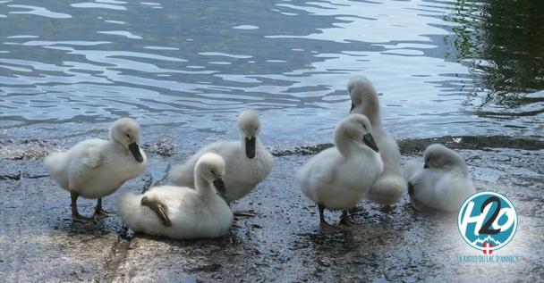 ANNECY | Un onzième cygne dévoré !