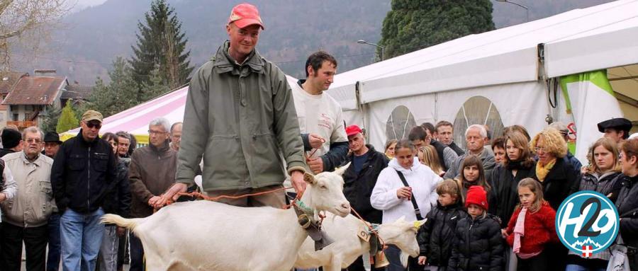 FAVERGES-SEYTHENEX | Les chèvres : de quoi en faire tout un fromage ! 