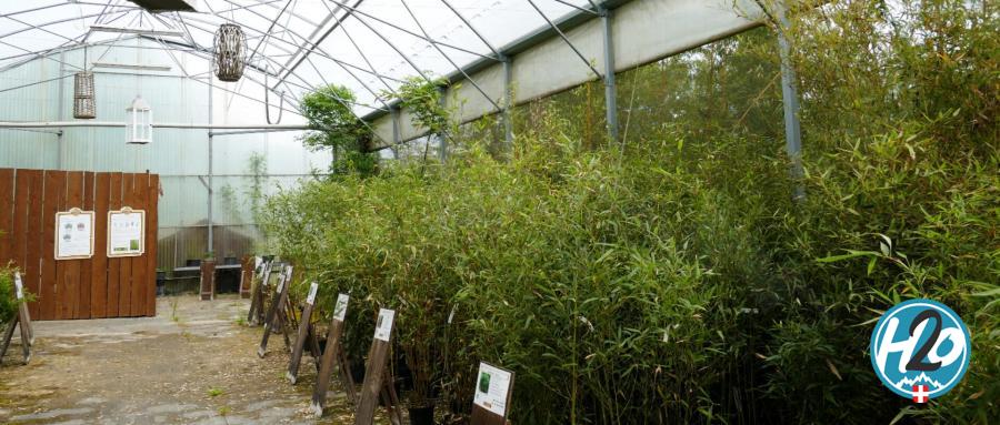 LORNAY | Des jardins qui réhabilitent le bambou comme plante écologique par nature ! 